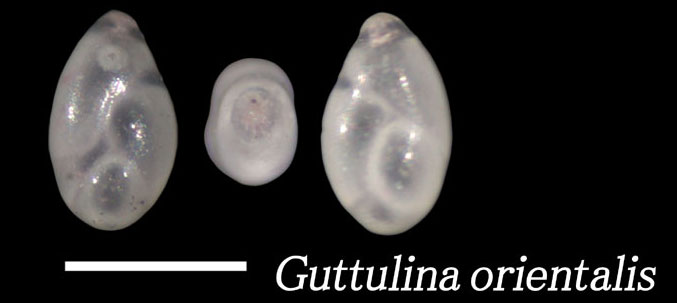 Guttulina orientalis